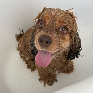 BATH TIME!! 🐾 live show listing